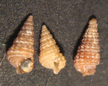 3 Cerithiopsis